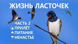 Жизнь ласточек #25.  Прилёт.  Питание. ️ Ненастье