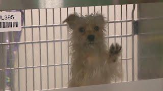 Maricopa County animal shelter needs foster families forever homes