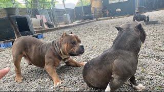 The Most POCKET American Bully Now open to the public Pair’O’Dice BullysPhenomBig Dogs Romania