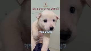 죽었는줄만 알았던 강아지가 살아있다기에 구조를 했습니다. #유기견 #강아지