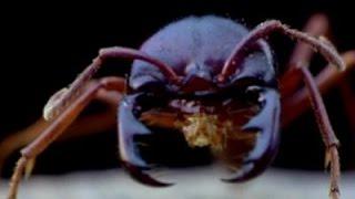 Lord of the Ants Nature Documentary