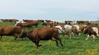 Pierwsze w tym roku wyjście krów na pastwisko OHZ Przerzeczyn Zdrój