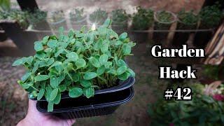 Infinite Hack for Free Microgreen Seeds