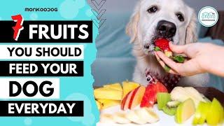 Top 7 Highly NUTRITIOUS  Fruits for your dog or puppy growth.  Monkoodog