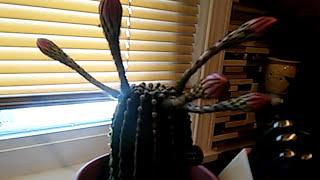 Cactus Blooming Time Lapse