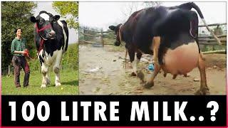 Highest Milk Producing Cow Breeds - Holstein Friesian Jersey Brown Swiss and Guernsey