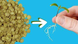 How to Start Seeds for Hydroponics