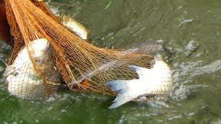 Best cast net fishing।Catching big fish with cast net। Net fishing part-96