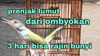 Cara merawat prenjak lumut dari ombyokan biar cepat bunyi