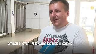 Отлов и стерилизация собак и кошек в Хабаровске