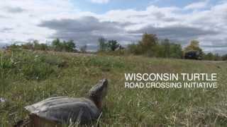 Wisconsin Turtle Road Crossing Initiative