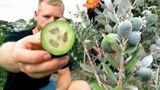 Feijoa Growing Tips and 1 Year Update - Pineapple Guava