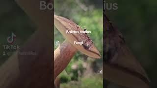 ️Boletus badius #Xerocomus #Maronen-Röhrling #fungi #Funghi porcini 2023 -Wie geht es Pilzbraunen?