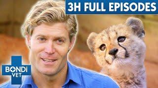 3+ Hours Of Full Episodes  Bondi Vet Entire Season 5 Part 1