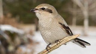 Northern Shrike