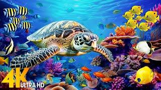 NEW 11HR Mesmerizing 4K Underwater Footage - Meditation Music Deep Sleep Coral Reefs Marine Life