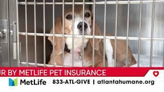 Day of Giving  We Helped Rescue Beagles from Animal Testing