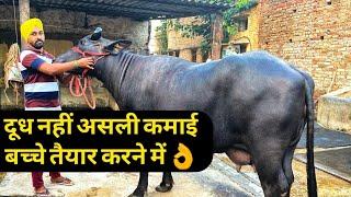 एक लाख की भैंस को दो लाख की ऐसे बनाता किसान  RACHHERI MURRAH BUFFALO DAIRY FARM PUNJAB