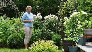 Garden WALK. Aww those ROSES