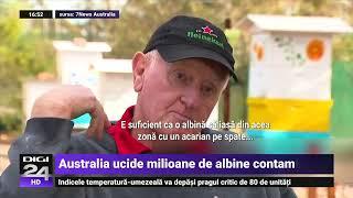 Australia extermină milioane de albine pentru a-și salva industria de miere