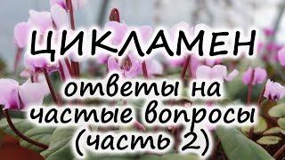 Цикламен – частые вопросы как спасти цикламен? почему гниёт? нужно ли обрезать?  Флористикс Инфо