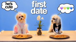 Adorable Dogs FIRST TINDER DATE *Try Not To Say Aww* VERY FUNNY