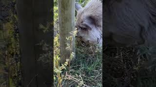 The Cute Pigs of Queens County Farm Museum