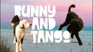Tango and Bunny Hit the Beach again