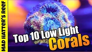 Top 10 Low Light 100 PAR or less Corals