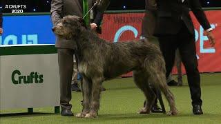 Best of Breed Hound GroupIRISH WOLFHOUND2017-2022