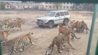 Амурские тигры атаковали машину с туристамиSiberian Tigers hunt turists