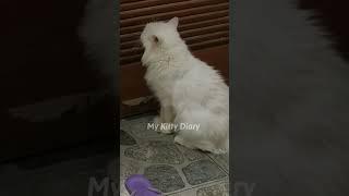 Gangguin Kucingmu Pakai Video Ini - Part 1