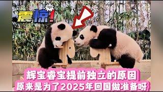 辉宝睿宝提前独立，原来是为了2025年姐妹俩回国做准备呀！