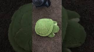 She loves her turt