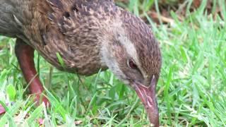 The Cheeky Weka