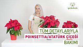 ÜRETİCİSİNDEN TÜM DETAYLARI İLE POINSETTIA - ATATÜRK ÇİÇEĞİ BAKIMI