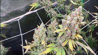 GV 169 Update on all tents outdoor garden and harvest closeups. I hate bud rot