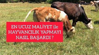 UCUZ MALİYET ile HAYVANCILIK NASIL YAPILIR ? #tarım #hayvancılık #ucuzhayvanbesleme