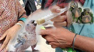 BABY PARROT KO SELF PY NA LANE KI GHALTI  URDU  HINDI  PBI OFFICIAL