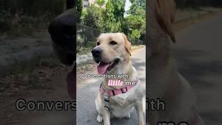 Conversation with little me ️  Dog  Ponyntail  Dog videos