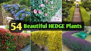 54 Best Plants for HEDGE  Best Hedging Plants with names and Identification  Plant and Planting