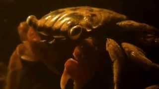 Red Clawed Crab Sesarma bidens - Re-vised Series - Animalia Kingdom Show