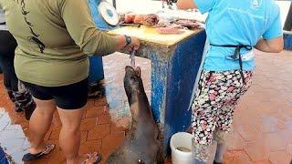 Fish market workers show mercy for injured sea lion