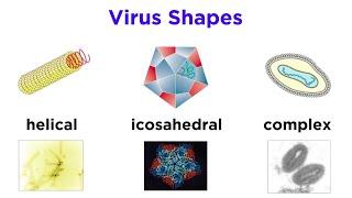 Introduction to Virology and Viral Classification