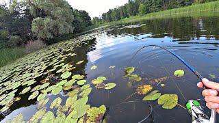 ВОЛОСЫ ДЫБОМ ОТ УВИДЕННОГО В КУВШИНКАХ Рыбалка на спиннинг.