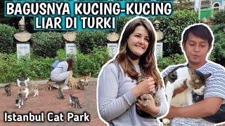 CEWEK RUSIA DISERBU PULUHAN KUCING LIAR  FEEDING STRAY CATS IN ISTANBUL CAT PARK