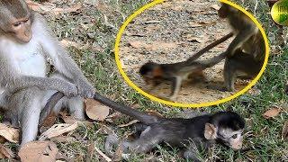 Baby monkey nearly die Pity baby monkey TM #443