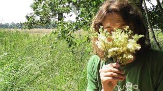 Mädesüß Filipendula ulmaria - Standort Bestimmung Inhaltsstoffe Wirkung Verwendung Geschichte