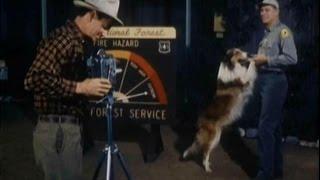 Lassie - Episode #442 - Most Dangerous Game - Season 13 Ep. 25  - 3191967