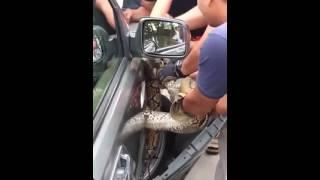 Snake hiding in the car